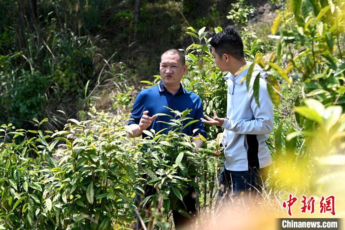 張高漢向參訪者介紹金花茶種植情況。　張金川 攝